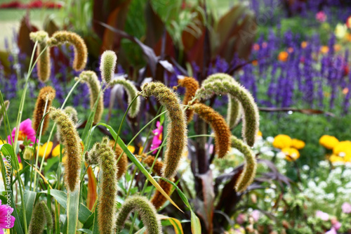 The hung cereal ears setaria italica against the background of the big blossoming multi-colored flower bed. photo