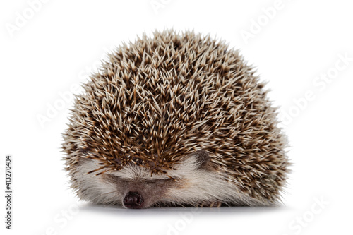 Adult male Four toed Hedgehog aka Atelerix albiventris. Sitting curled up, just showing nose. Isolated on a white background.