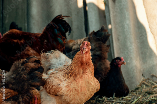 Breeding poultry on the farm. Red chicken close-up. Poultry feeding