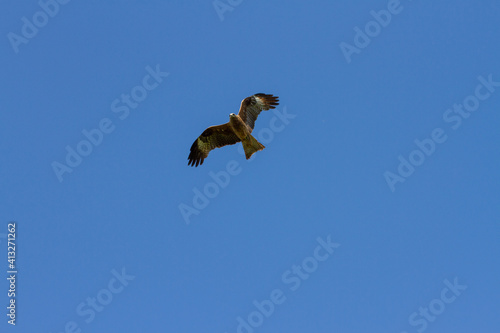 Hawk flying in the sky and hunting