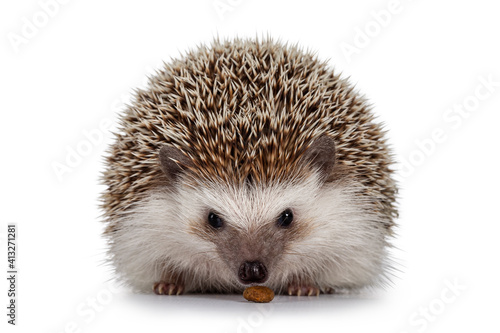 Fototapeta Naklejka Na Ścianę i Meble -  Adult male Four toed Hedgehog aka Atelerix albiventris. Sitting facing front eating cat kibble. Isolated on a white background.
