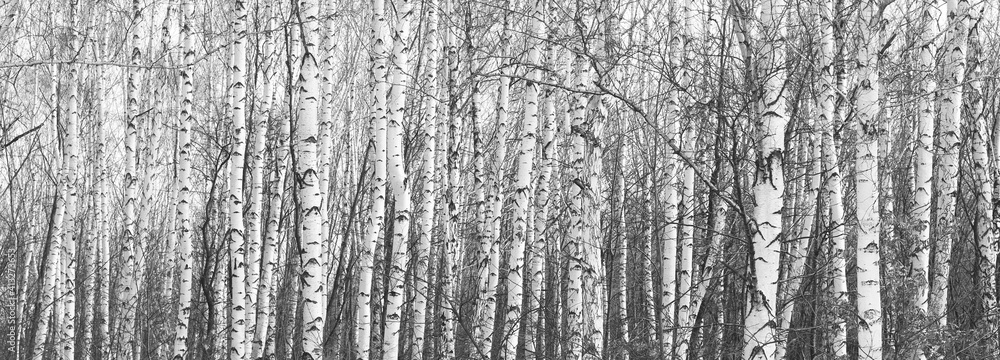 Fototapeta Młode brzozy z czarno-białą korą brzozy zimą w brzozowym gaju na tle innych brzóz