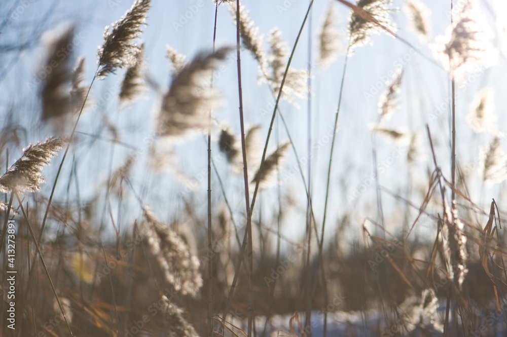 Fototapeta premium Seegras Pflanze am Seeufer