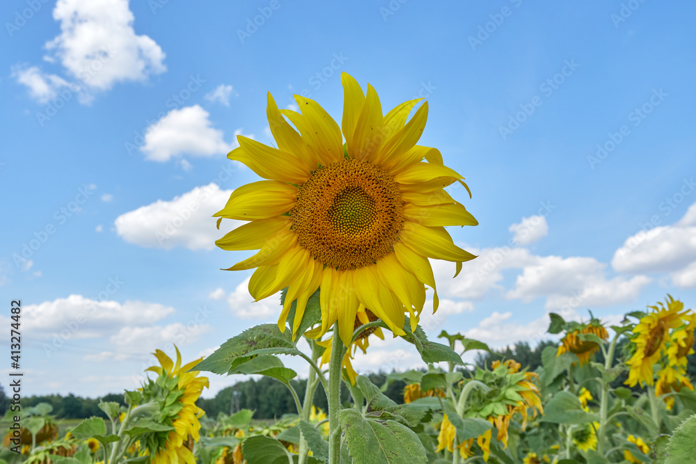 Sunflower