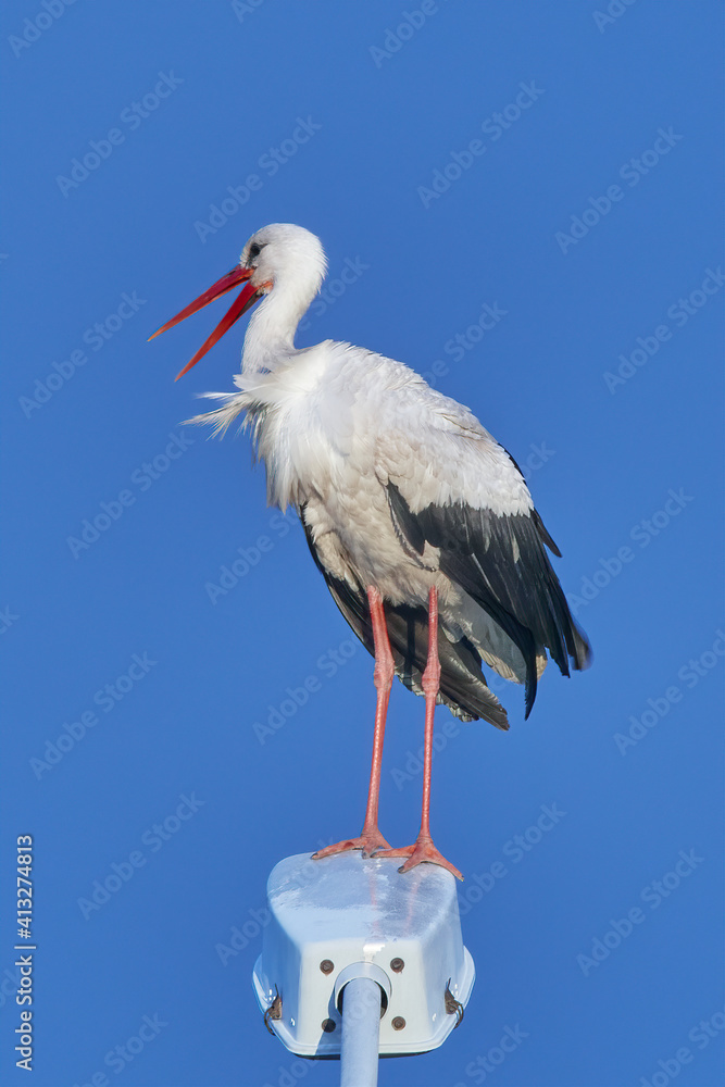 bird_a