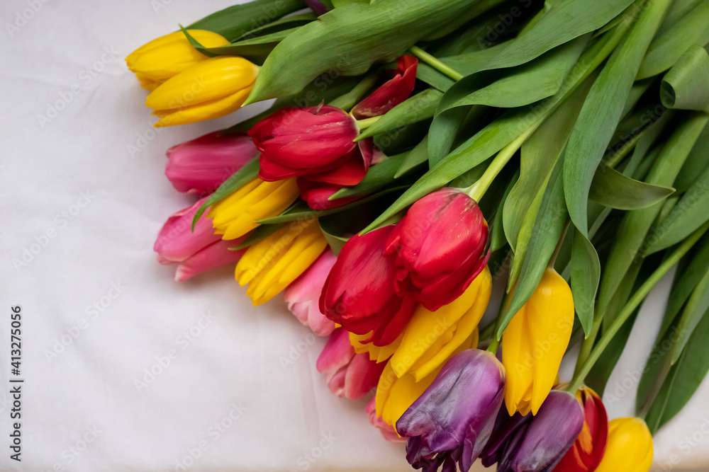 Obraz premium Yellow, pink, red, lilac tulips with green leaves on a white background