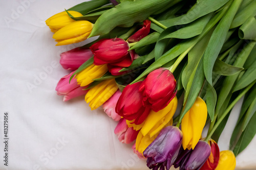 Yellow  pink  red  lilac tulips with green leaves on a white background