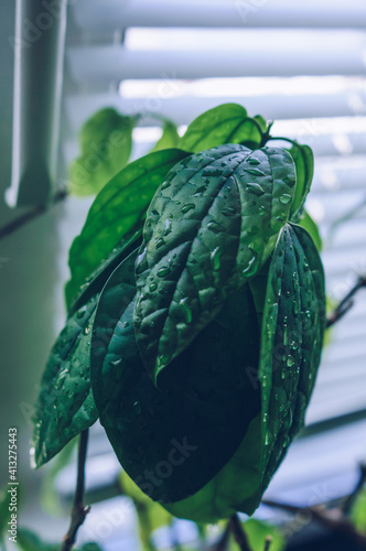 leaves of Clerodendrum thomsoniae with water drops photo