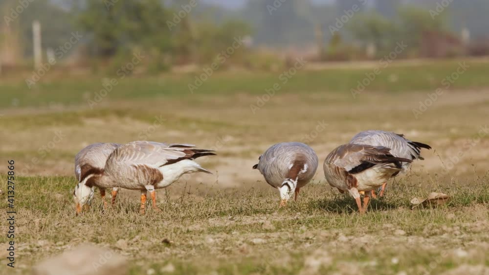 bar-headed or bar headed goose family or flock grazing grass full shot in an open field or grassland during winter migration at forest of cental india - anser indicus bar-headed or bar headed goose family or flock grazing grass full shot in an open field or grassland during winter migration at forest of cental india - anser indicus