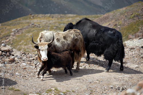 Yaks family in the mountain valley of Central Asia