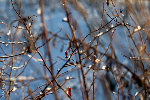 Ice and berries on tree branches, close-up