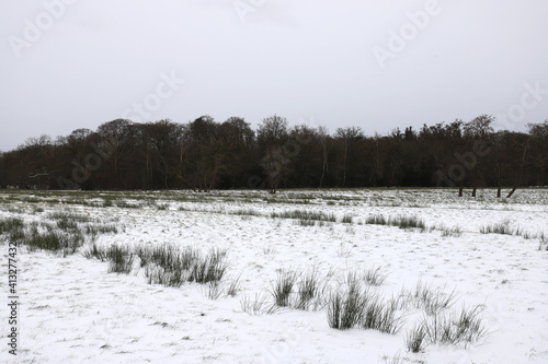 Snowy meadows with a forest edge in the distance.