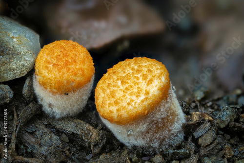 Crucibulum is a genus in the Nidulariaceae, a family of fungi whose fruiting bodies resemble tiny egg-filled birds nests. photo