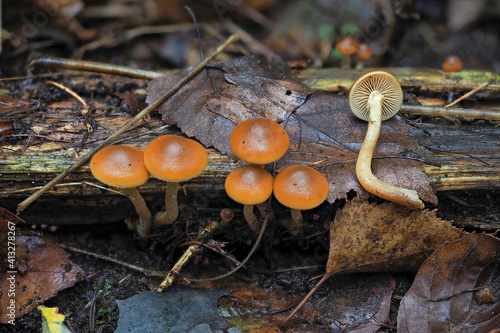The Funeral Bell (Galerina marginata) is a deadly poisonous mushroom