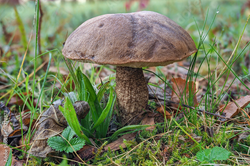 Obraz na plátně Leccinum scabrum, commonly known as the rough-stemmed bolete, scaber stalk, and birch bolete, is an edible mushroom in the family Boletaceae