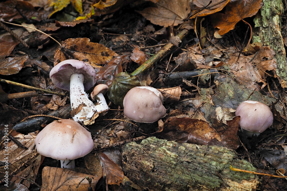 Clitocybe nuda, commonly known as the wood blewit and alternately described as Lepista nuda, is an edible mushroom native to Europe and North America. Clitocybe nuda, commonly known as the wood blewit and alternately described as Lepista nuda, is an edible mushroom native to Europe and North America.
