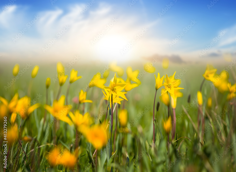 Obraz premium closeup wild yellow spring flowers in a grass at the sunset, natural seasonal background
