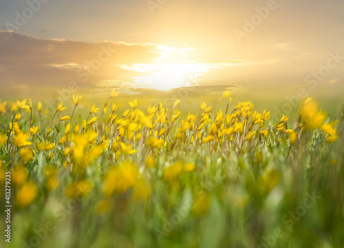 closeup wild yellow spring flowers in a grass at the sunset, natural seasonal background