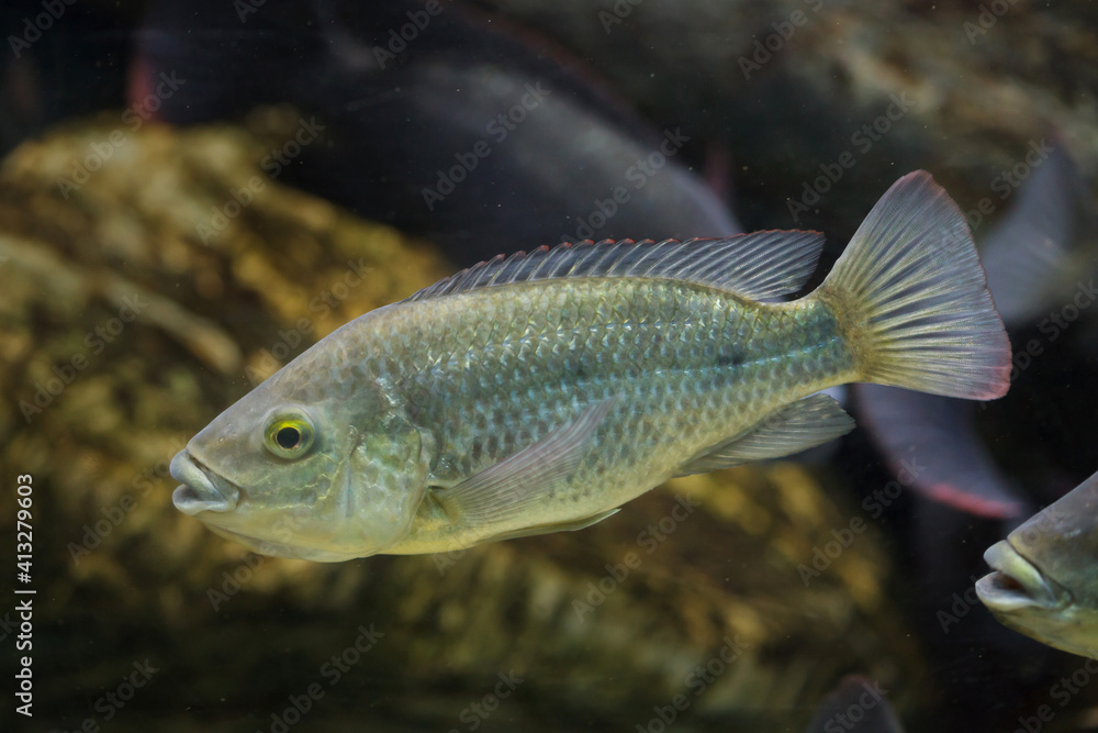 Angolan tilapia (Oreochromis angolensis). Angolan tilapia (Oreochromis angolensis).