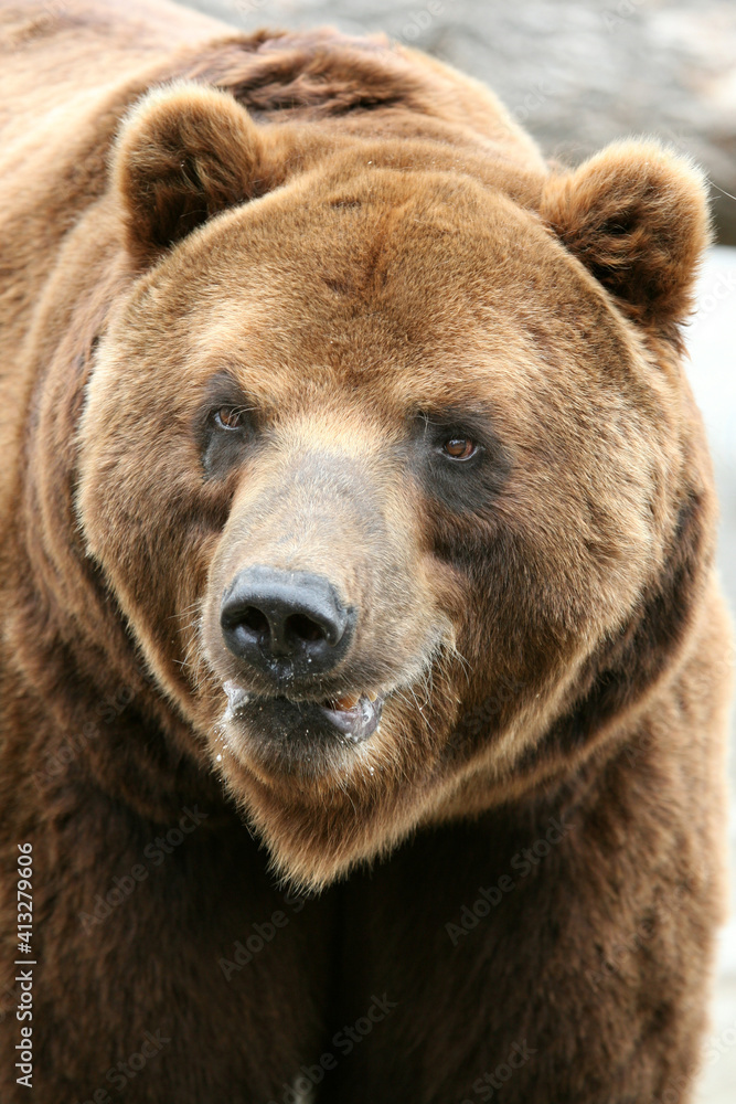 Male Kamchatka brown bear (Ursus arctos piscivorus), the second largest brown bear in the world after a Kodiak bear.