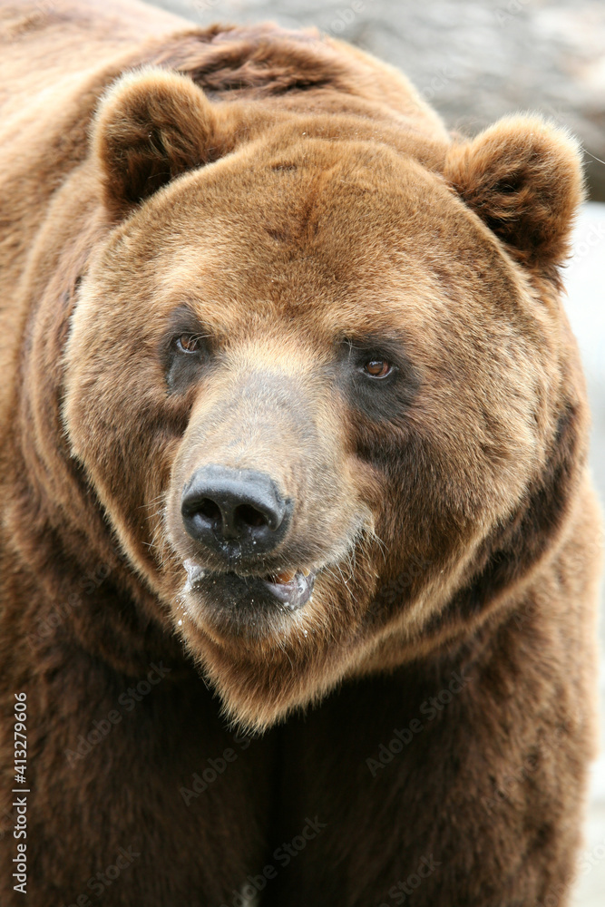 Male Kamchatka brown bear (Ursus arctos piscivorus), the second largest brown bear in the world after a Kodiak bear. Male Kamchatka brown bear (Ursus arctos piscivorus), the second largest brown bear in the world after a Kodiak bear.