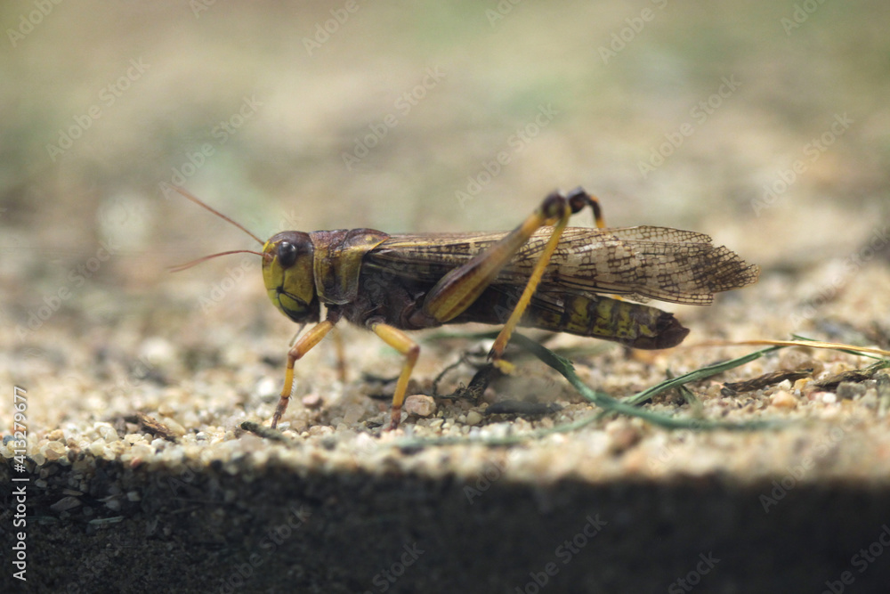 Migratory locust (Locusta migratoria). Migratory locust (Locusta migratoria).