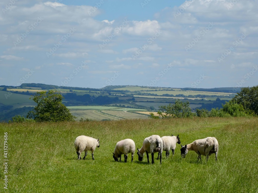 sheep grazing on top of a hill in Arundel West sussex sheep grazing on top of a hill in Arundel West sussex