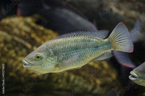 Angolan tilapia (Oreochromis angolensis). photo