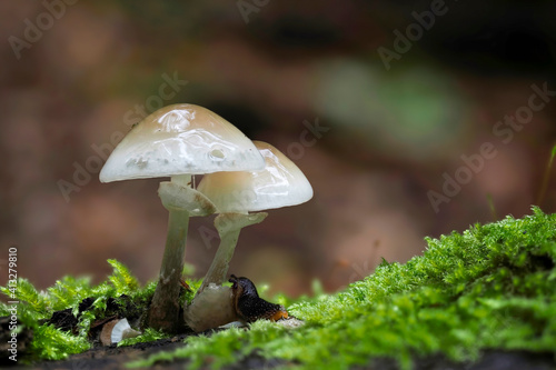 Oudemansiella mucida, commonly known as porcelain fungus, is a basidiomycete fungus of the family Physalacriaceae and native to Europe. photo