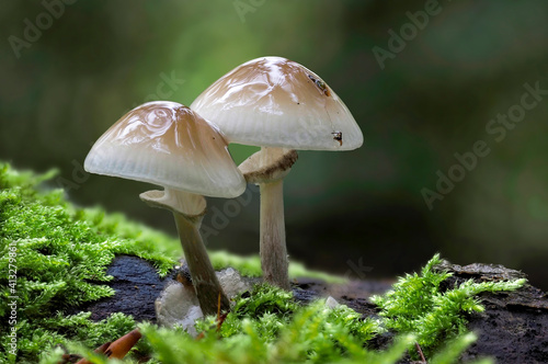 Oudemansiella mucida, commonly known as porcelain fungus, is a basidiomycete fungus of the family Physalacriaceae and native to Europe.
