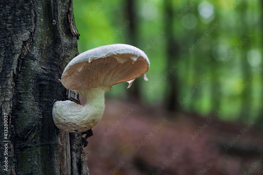 Pleurotus dryinus is a species of fungus in the family Pleurotaceae. Pleurotus dryinus is a species of fungus in the family Pleurotaceae.