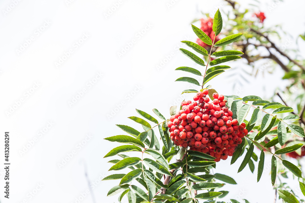 Rowan tree with bright red bunches of berries on branches with green long jagged leaves in an autumn day in the garden. Background for notebooks, calendars and posts. Rowan tree with bright red bunches of berries on branches with green long jagged leaves in an autumn day in the garden. Background for notebooks, calendars and posts.