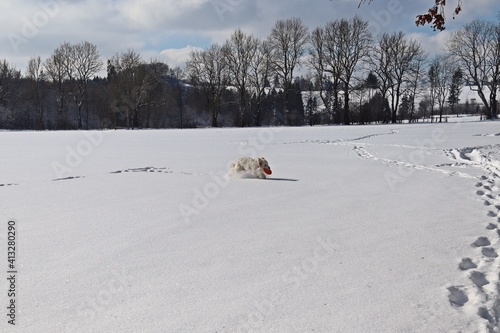 Sechs Monate alter Goldendoodle apportiert Frisbee im tiefen Schnee