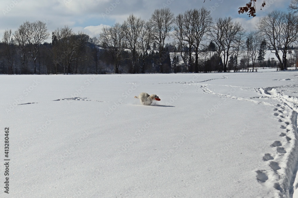 Sechs Monate alter Goldendoodle apportiert Frisbee im tiefen Schnee Sechs Monate alter Goldendoodle apportiert Frisbee im tiefen Schnee