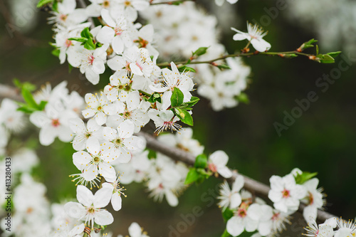 Spring banner, branches of blossoming plum tree. Delicate white and pink flower buds. Blooming tree with blank copy space. Spring banner, landscape panorama.