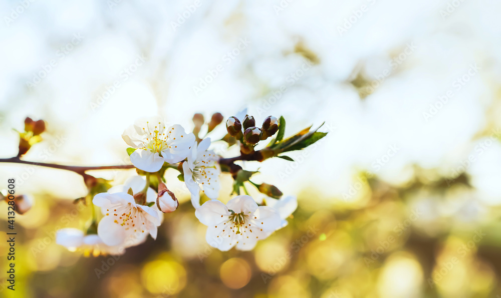 Spring Cherry blossoms blooming, Sakura Japanese flowers season. Blooming tree and sun flare with blank copy space. Spring banner, landscape panorama.