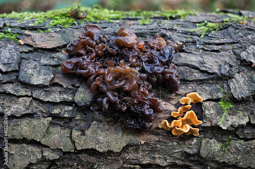 The Leafy Brain (Tremella foliacea) is an inedible mushroom photo