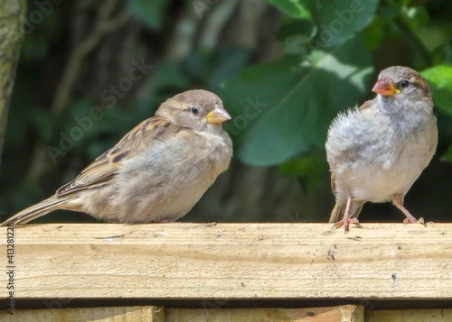 two sparrows perched on a fence