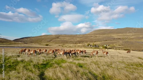 Llamas graze in their natural habitat. Llamas in the fields of patagonia photo