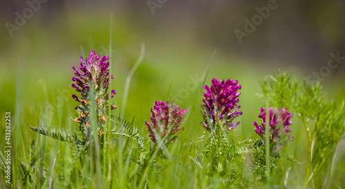 closeup green forest glade with wild flowers, natural spring background