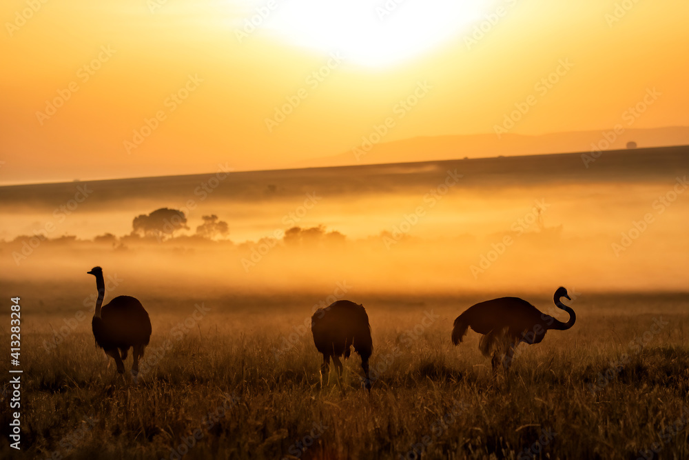 Fototapeta premium Ostrich (Struthio camelus) walking, at sunrise with mist over the plains, in the Masai Mara National Reserve, Kenya