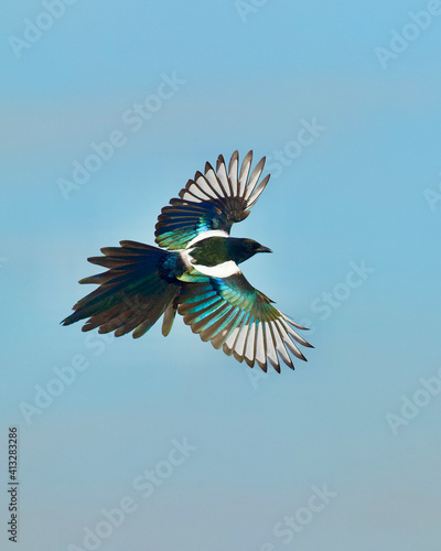 Magpie in flight, banking into a turn, which showcases the topside of the wings'  iridescent plumage photo