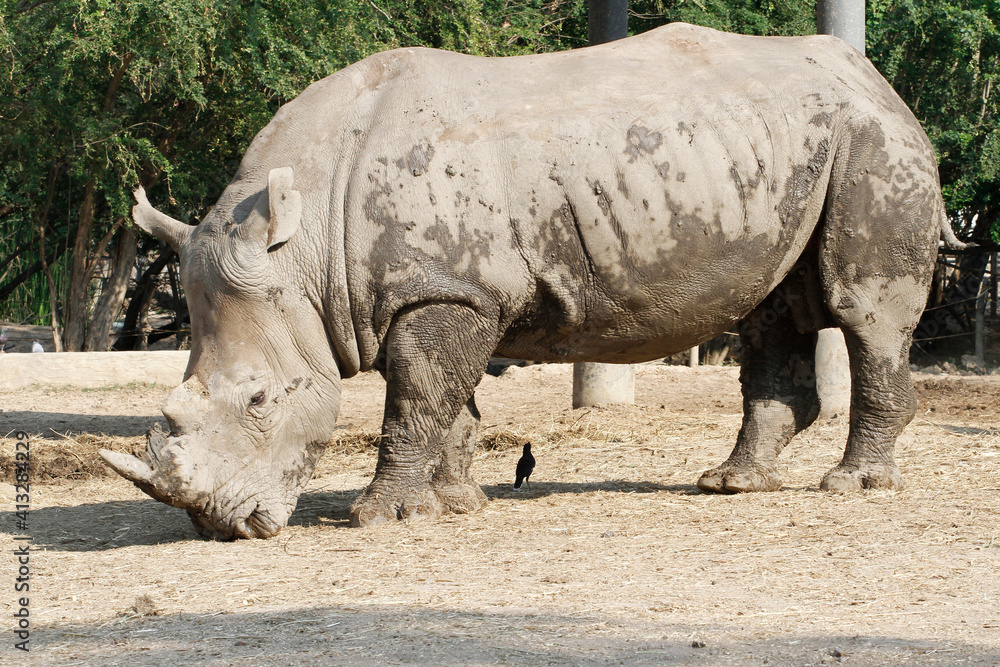 Fototapeta premium The white rhino is mammal and wildlife in garden
