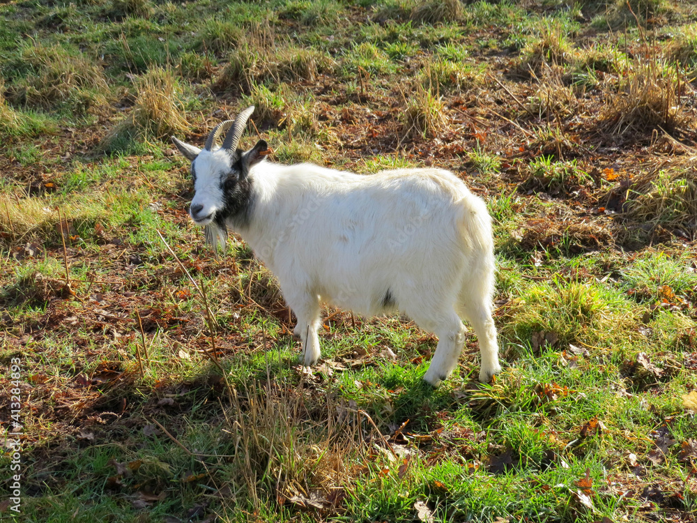 beautiful white goat with black markings
