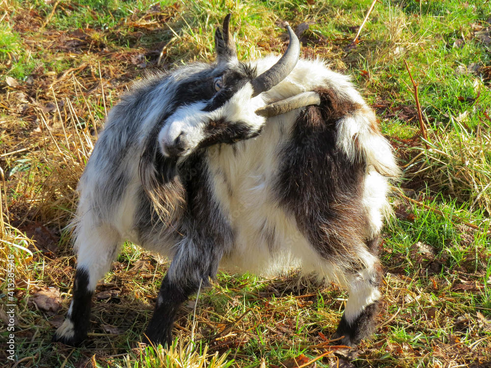 Fototapeta premium long haired black and white goat having a scratch