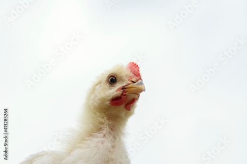 Chicken close-up on a white background. Isolated white chick. Chicken head. Funny rooster.