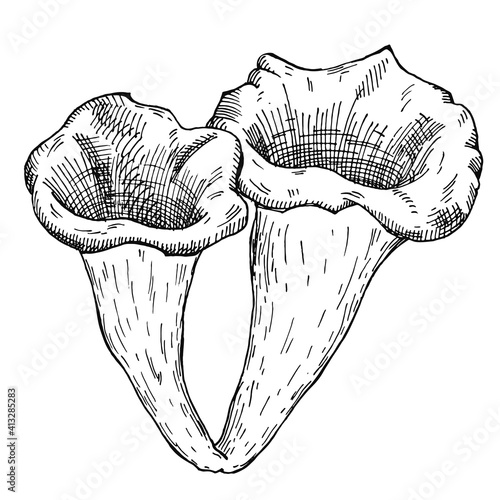 Black trumpet growing. Vintage monochrome hatching illustration isolated