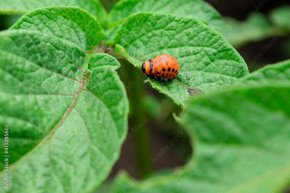 The Colorado bug eating potato leaves. Potato beetle, red larva eating plants. The Colorado bug eating potato leaves. Potato beetle, red larva eating plants.