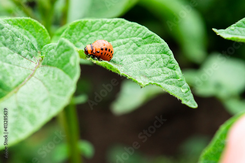 The Colorado bug eating potato leaves. Potato beetle, red larva eating plants.