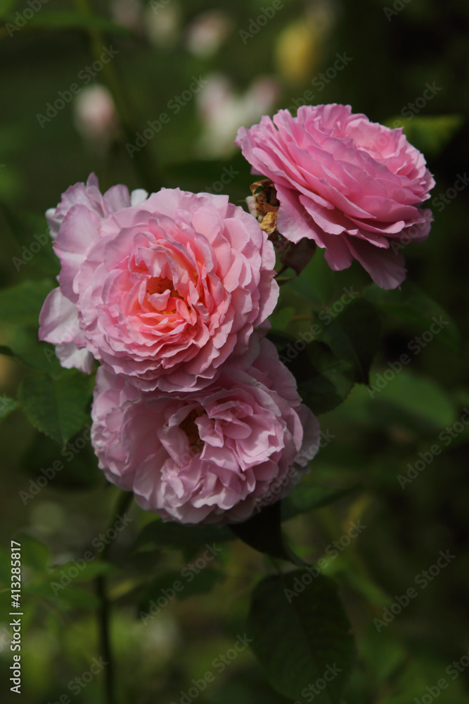 A rose is a woody perennial flowering plant of the genus Rosa, in the family Rosaceae, or the flower it bears
